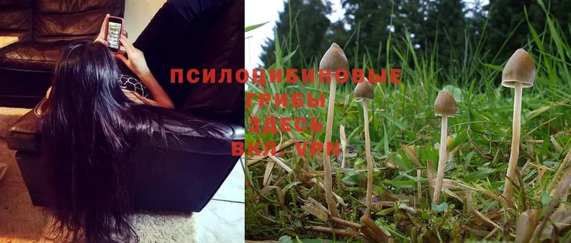 Псилоцибиновые грибы Magic Shrooms  Инсар 